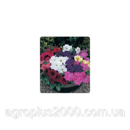 Насіння Петунія багатобарвкова Амфора Formula Mixed 1000 драже Kitano Seeds, фото 1