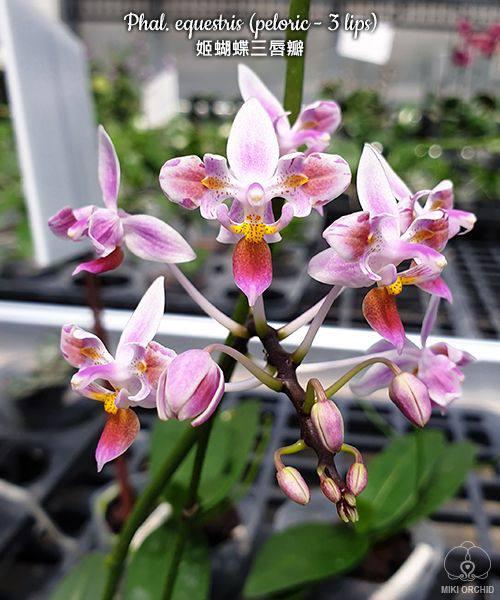 Орхідеї Equestris peloric горщик 2.5" без квітів