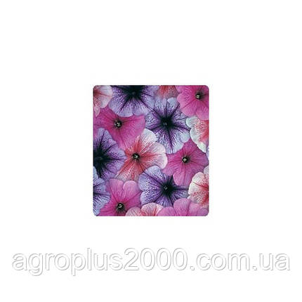Насіння петунії багатобарвне Амфора Cobweb Mixed 500 драже Kitano Seeds, фото 1
