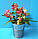 Орхідея саджанець pf-6183, горщик 1.7" без квітів, фото 3