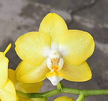 Орхідея саджанець pf-6196, горщик 1.7" без квітів