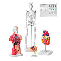 VEVOR 4-Piece Human Anatomy Models Анатомическая модель человеческого тела, полный скелет / полный набор