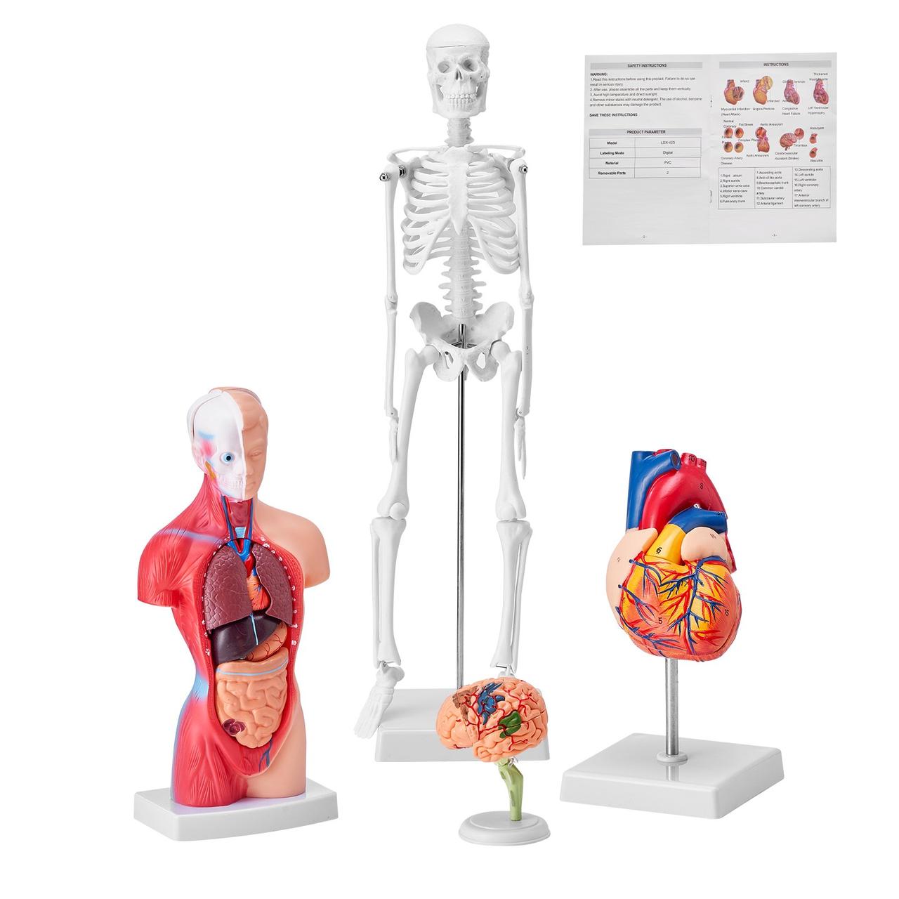 4-Piece Human Anatomy Models Анатомическая модель человеческого тела ...