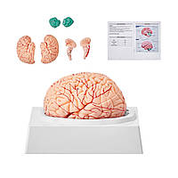 VEVOR Анатомическая модель человеческого мозга, 1:1 в натуральную величину 9 частей анатомической модели