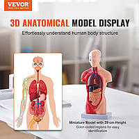 VEVOR Модель тела человека, 15 штук 28 см, анатомическая модель торса человека, анатомическая модель скелета