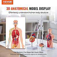 VEVOR 4-Piece Human Anatomy Models Анатомическая модель человеческого тела, полный скелет / полный набор