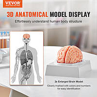 VEVOR Анатомическая модель человеческого мозга, 1:1 в натуральную величину 9 частей анатомической модели