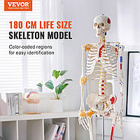 VEVOR Модель скелета человека для анатомии, 182 см в натуральную величину, точная анатомическая модель скелета