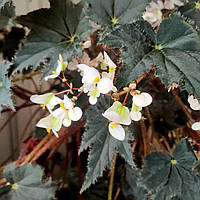 Листовая декоративная бегония Клеопатра (Лат. Begonia cleopatra)