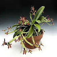 Орхідея Phalaenopsis Cornu-Cervi, доросла рослина на блокі, без квітів