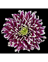 Хризантема Typhoon (Тайфун) однолова, великобарвна.