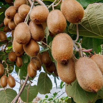 Ківі самоплідний Закарпатський 1 рік