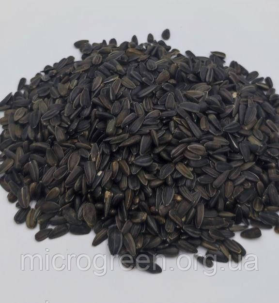 Насіння Соняшник (дрібний) мікрозелен (import)
