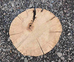 Зріз дерева для рукоділля та творчості (не оброблений) дуб 270х270мм.