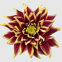 Хризантема Typhoon Red (Тайфун Червоний) однолова, великобарвна.садж