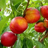 Нектарин МАДАМ БЛАНШЕТ середнього терміну (дворічний), фото 2