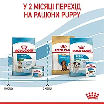 Сухий корм для цуценят ROYAL CANIN MINI STARTER для малих порід в період відлучання 8 кг, фото 5