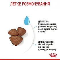 Сухий корм для цуценят ROYAL CANIN MINI STARTER для малих порід в період відлучання 8 кг, фото 3