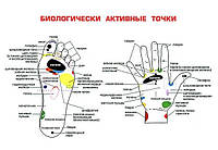 Биологически активные точки