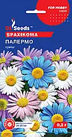 Брахікома Палермо суміш граційна, що рясноцвітає, сильновітриста квітка до заморозків, паковання 0,2 г