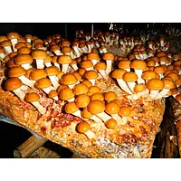 Міцелій Опеньок Намеко ( Фоліота Намеко, Китайський Опеньок, Pholiota nameko) зерновий 