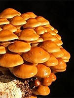 Грибні блоки Опеньок Намеко ( Фоліота Намеко, Китайський Опеньок, Pholiota nameko)