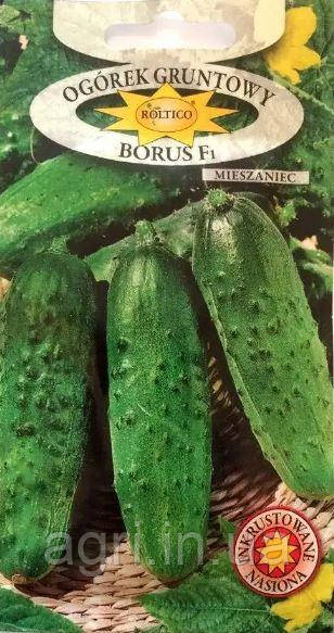 Огірок Борус F1 (інкруст.), 5г  Roltico, Польша