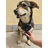 Щітка для вичісування тварин , щітка що самоочищається Purlov 18905 Польща, фото 3