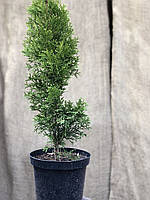 Жизненное дерево Florinda Thuja Smaragd 90-100 см 4 л (RG043-1) FT, код: 7914972