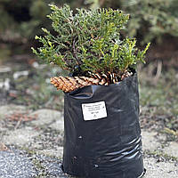 Ялівець козацький Томарісціфолія (Juniperus sabina 'Tomariscifolia')