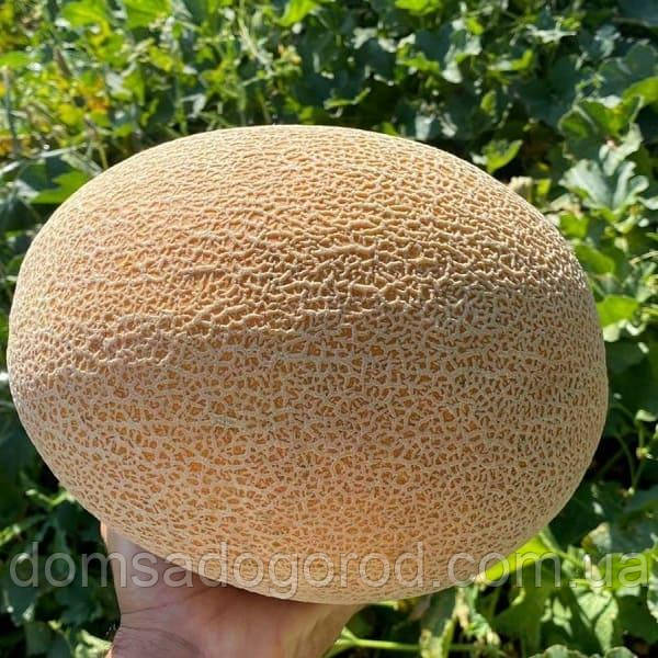 Диня Аліша (INX 1077) F1 Иннова Сидс | Innova Seeds 100 шт