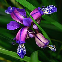 ІРИС ЗЛАКОПОДІБНИЙ (дорослий кущ у технологічному горщику)