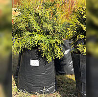 Туя Западная Колоновидная (Thuja occidentalis Columna) 40 см, закрытая корневая/открытая корневая