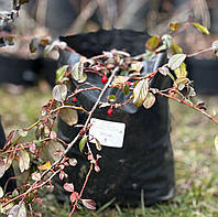 Кизильник горизонтальный (Cotoneaster horizontalis)