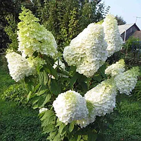 Гортензія мітловидна 'Меджикал Мунлайт' 3 річна Hydrangea paniculata 'Magical Moonlight'