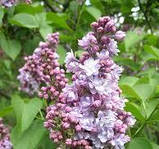 Бузок Мішель Б'юхнер. Живці для щеплення. НЧ., фото 2