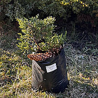 Можжевельник казацкий Томарисцифолия (Juniperus sabina 'Tomariscifolia')