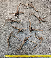 Корінь Азаліі 8-10см