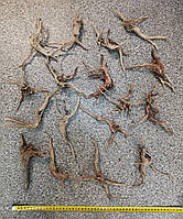 Корінь Азаліі 10-15см