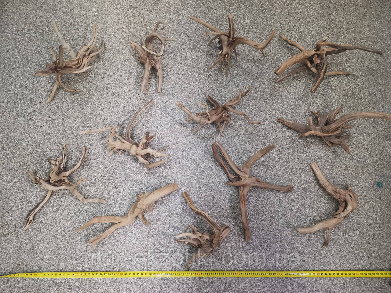 Корінь Азаліі 15-20см, фото 1