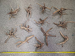 Корінь Азаліі 15-20см