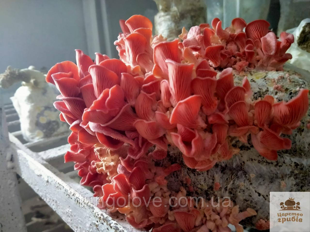 Блок для вирощування Гливи рожевої (Pleurotus djamor), фото 1