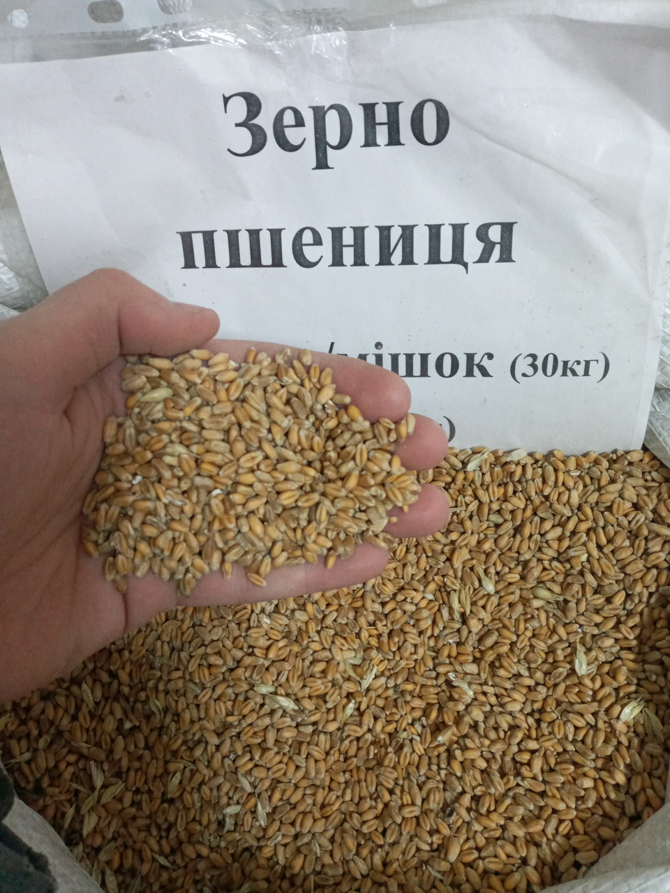 Пшениця зерно 30кг ( 9.35грн/кг )