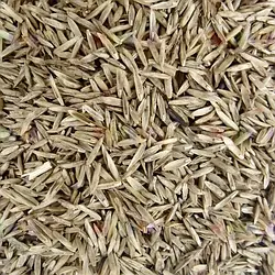 Насіння трава кормова Райграс 1кг