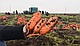 Насіння моркви Болівар F1 100.000 насіння (1.6-2.0) Clause, фото 10
