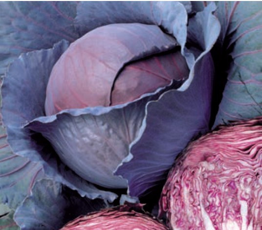 Капуста червоноголова Ред Династі F1 (Насіння) Seminis 2500 шт