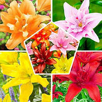 Лілії Мікс 5 шт.Махрових Азіатських (цибулини)