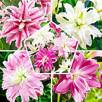 Лілія 5 шт. Double Oriental Mix (цибулини)