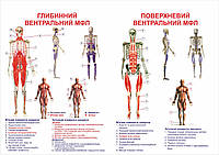 Плакат анатомический - мускулатура человека