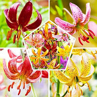 Лілія 5 шт. Martagon Микс (цибулини)